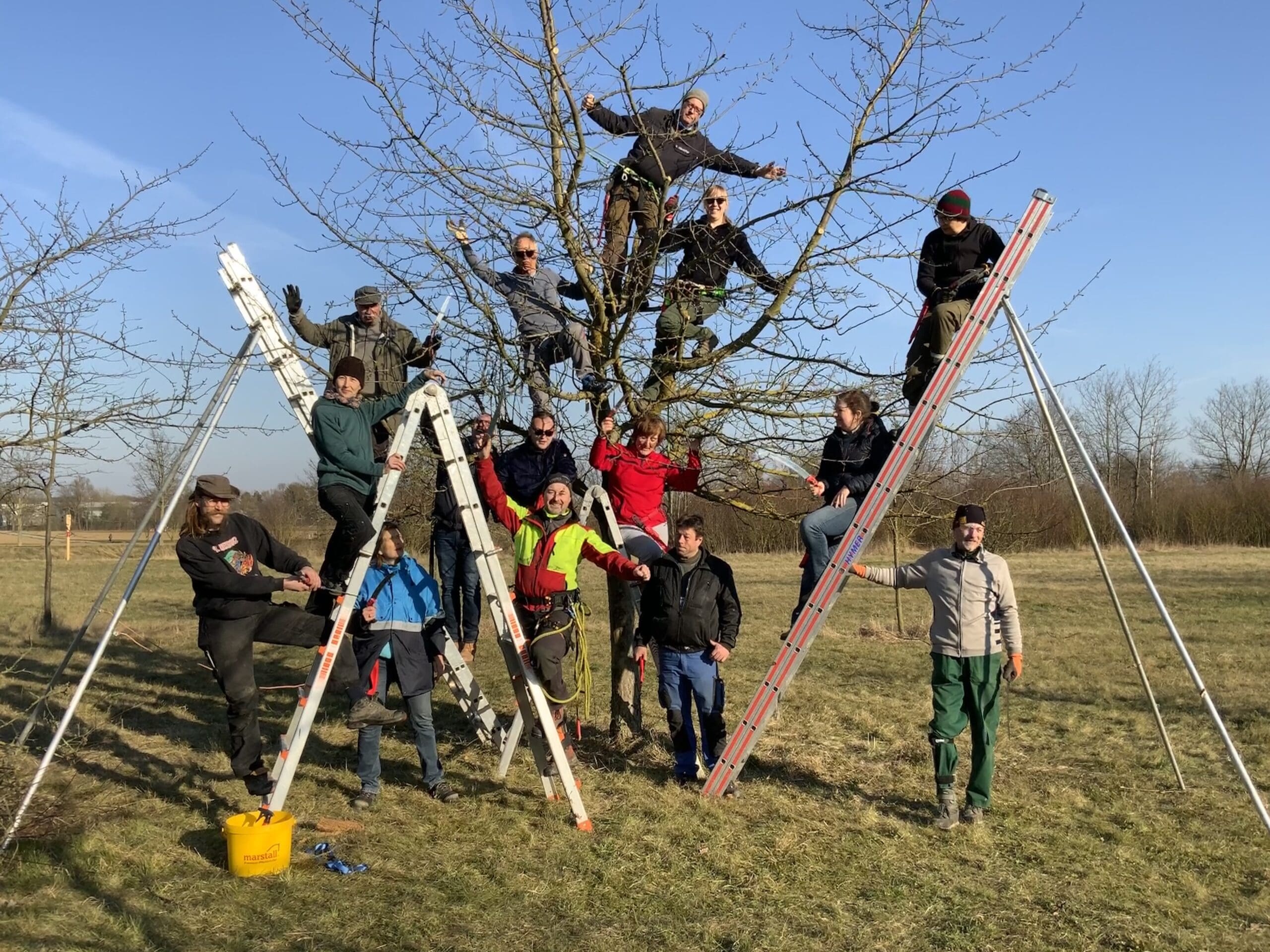 Mehrere Teilnehmer von dem Baumwartkurs stehen auf der Obstwiese auf Leitern