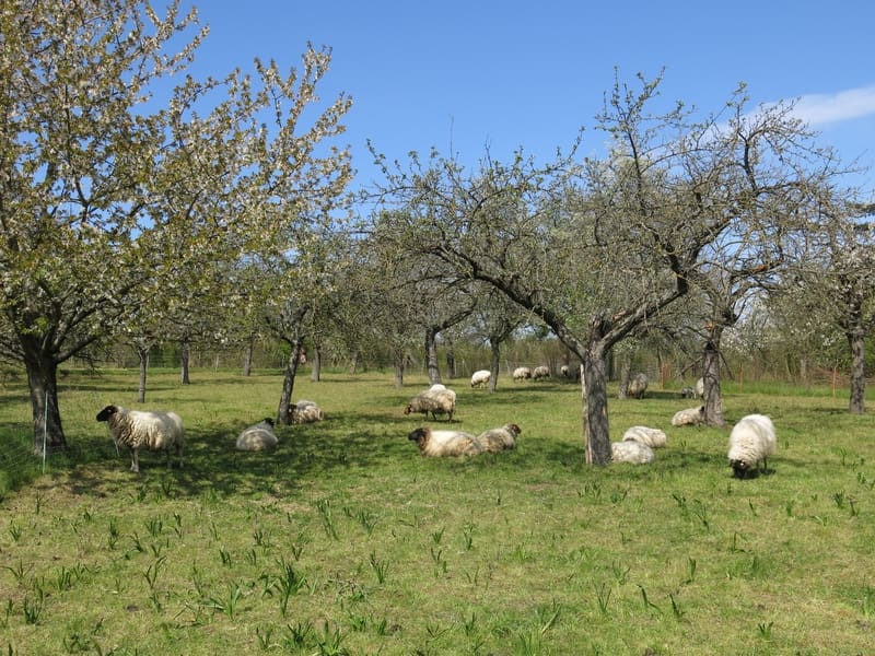 Streuobstwiese mit liegenden und stehenden Schafen