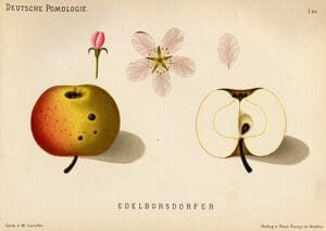 Deutsche Pomologie: Edelborsdorfer