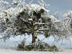 Abgebrochene Äste unter Schneelast. Apfelbaum war stark von Misteln befallen.