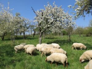 Beweidung auf Streuobstwiese mit Schafen © Lars Wichmann