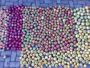 Viele Äpfel am Boden liegend