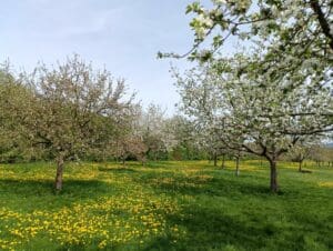 Blühende Obstbäume auf einer Wiese