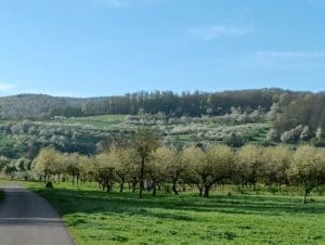 Streuobstwiese in Witzenhausen