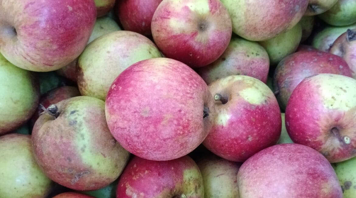 Viele Äpfel Sorte Bohnapfel