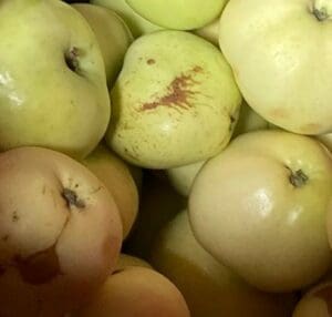 Nahaufnahme der Sorte Klarapfel