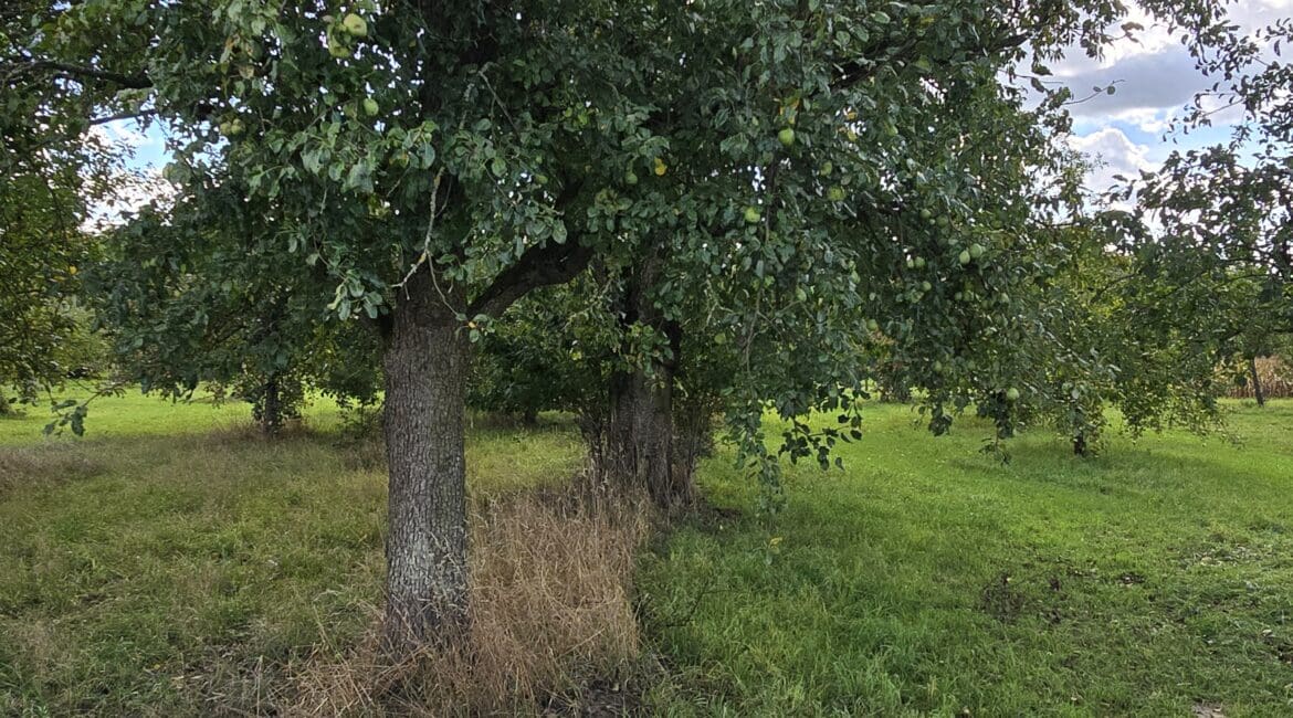 Birnen Baum auf einer Streuobstwiese