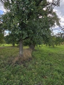 Birnen Baum auf einer Streuobstwiese