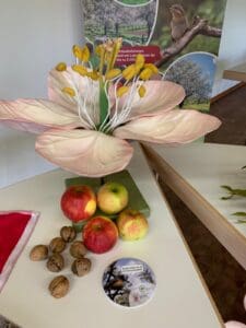 Detailaufnahme Infostand des Streuobstwiesenzentrums Hessen (© SZH)