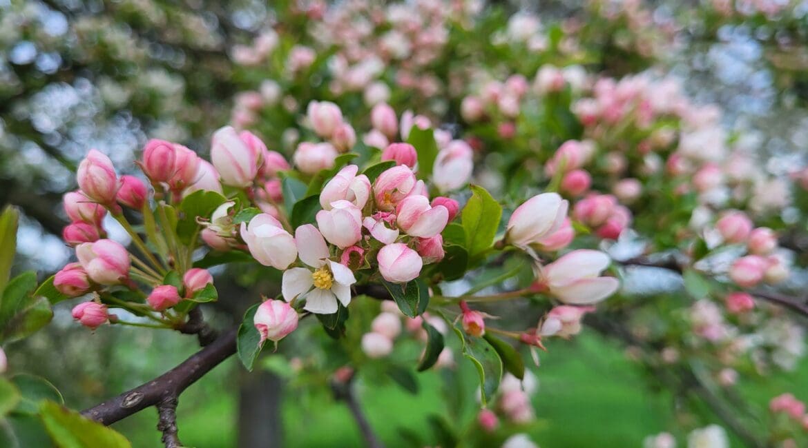 Satte Apfelblüten rosa weiß